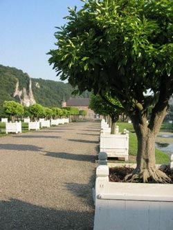 Allee mit Orangenbumen